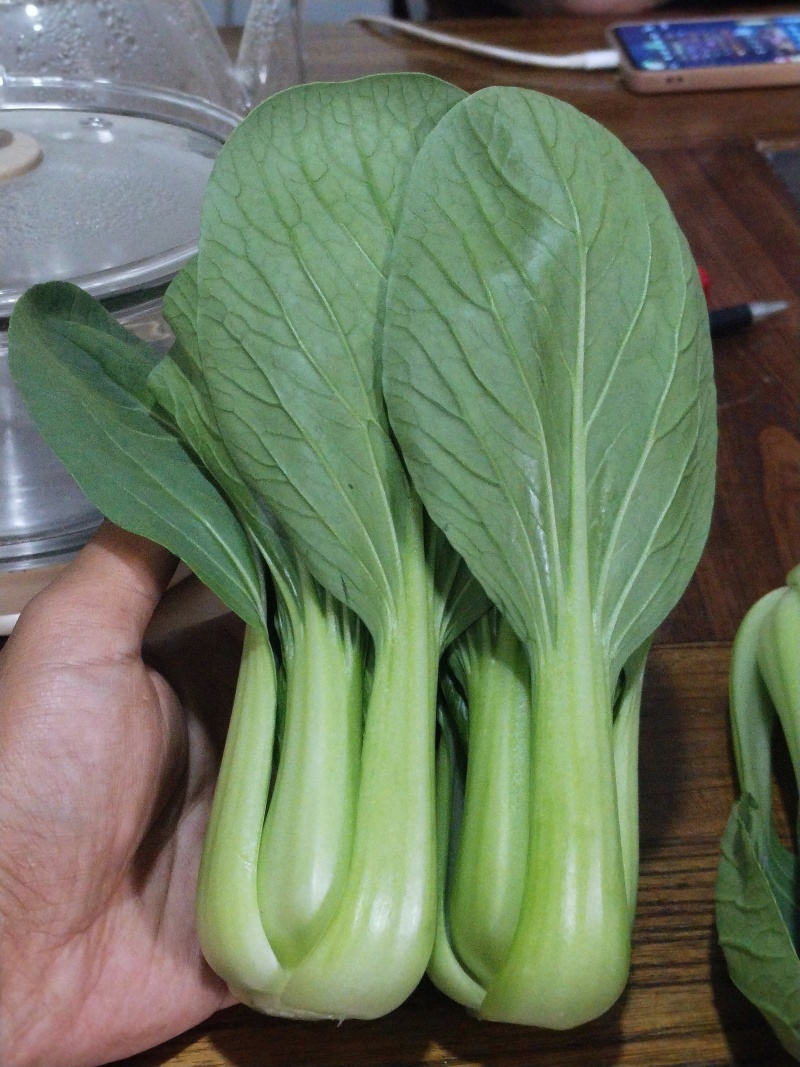 精品油菜上海青小青菜全国供货可对接各大电商批发市场等