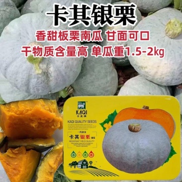 卡其银栗南瓜种子香甜贵族板栗南瓜种子高产灰皮南瓜种籽甘面