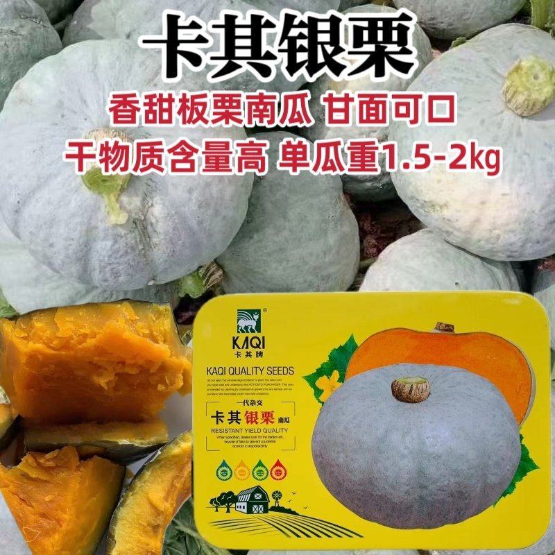 卡其银栗南瓜种子香甜贵族板栗南瓜种子高产灰皮南瓜种籽甘面