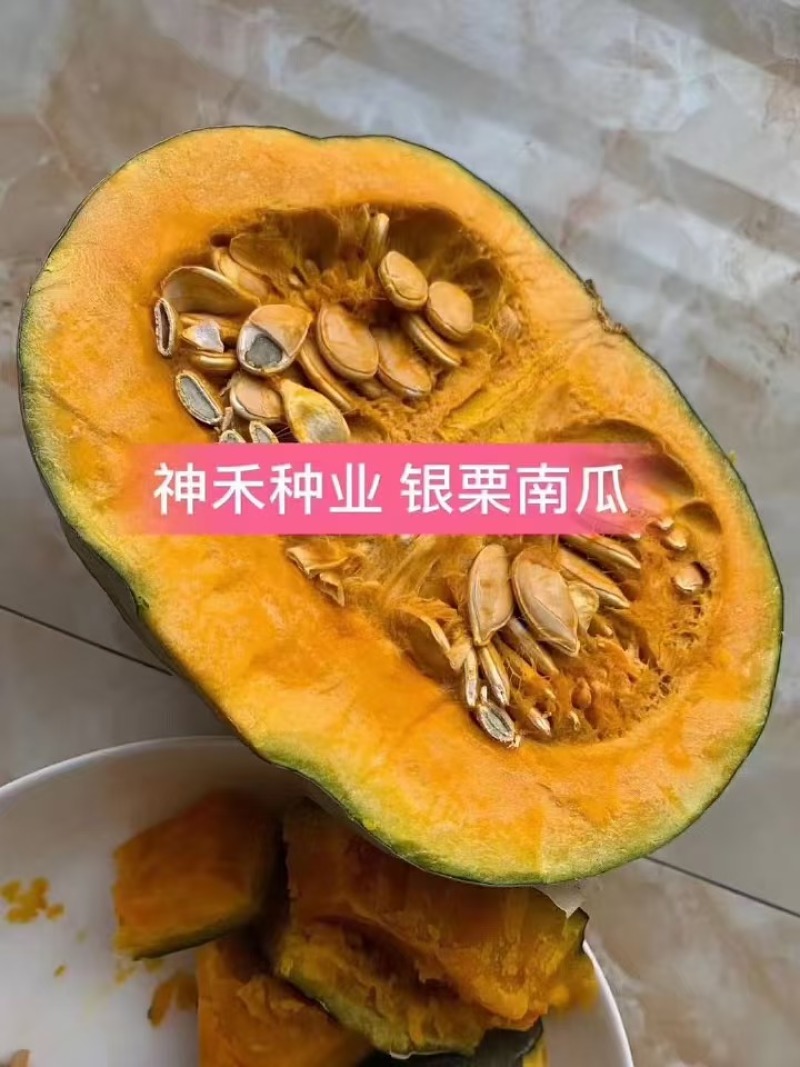 卡其银栗南瓜种子香甜贵族板栗南瓜种子高产灰皮南瓜种籽甘面