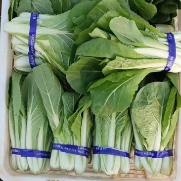 山东奶白菜快菜水白品质保证，全年有货小白菜