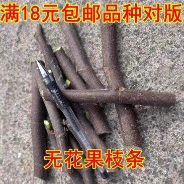 无花果枝条，品种有波姬红，青皮，芭劳奈，糖芬，量大从优