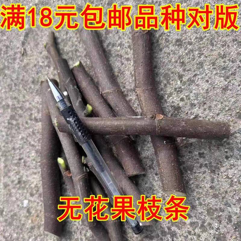 无花果枝条，品种有波姬红，青皮，芭劳奈，糖芬，量大从优