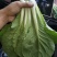 山东快菜毛白菜小白菜全年有货大棚种植可视频看货全国