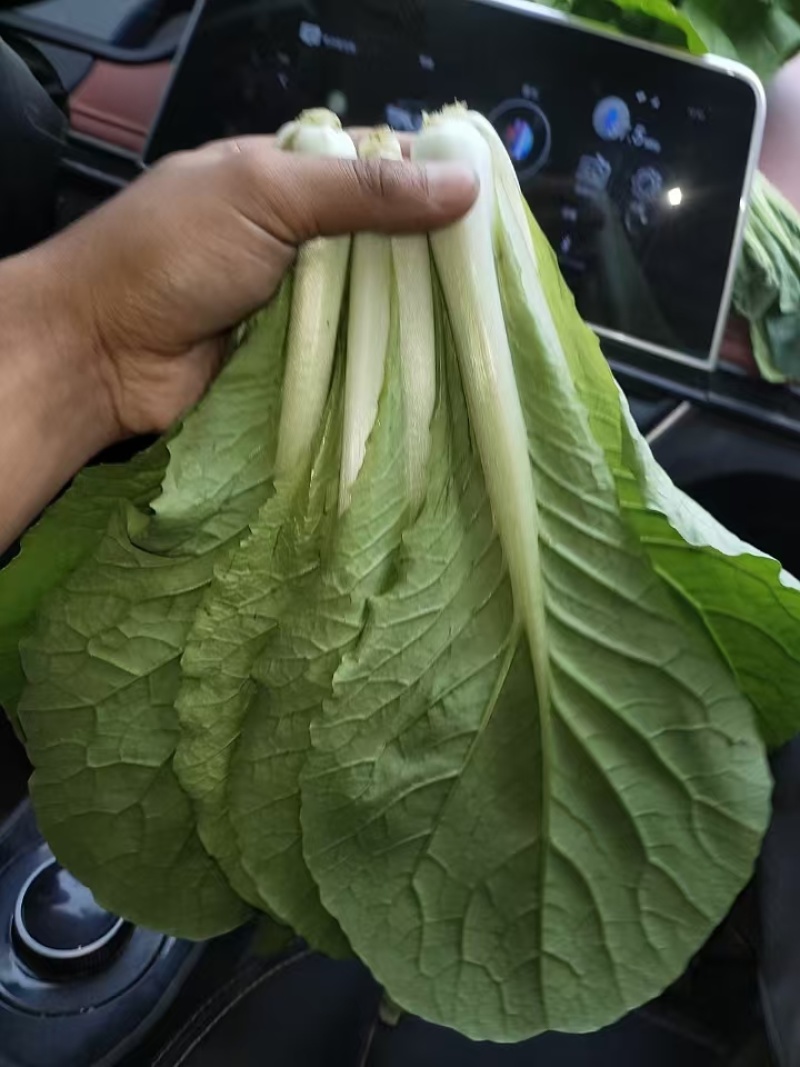 山东快菜毛白菜小白菜全年有货大棚种植可视频看货全国