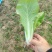 山东快菜毛白菜小白菜全年有货大棚种植可视频看货全国