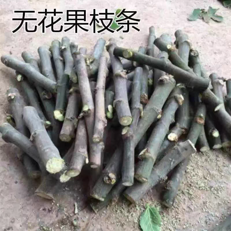 无花果枝条，品种有波姬红，青皮，芭劳奈，糖芬，量大从优