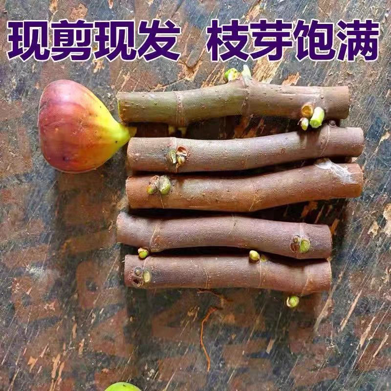 无花果枝条，品种有波姬红，青皮，芭劳奈，糖芬，量大从优