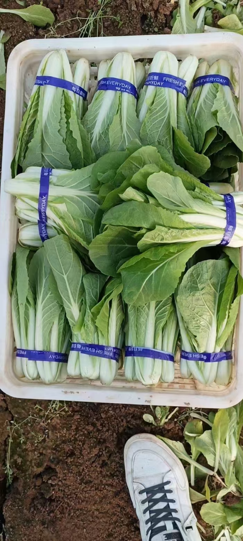 精品山东快菜小白菜毛白菜产地直发全国供应全国发货常年有