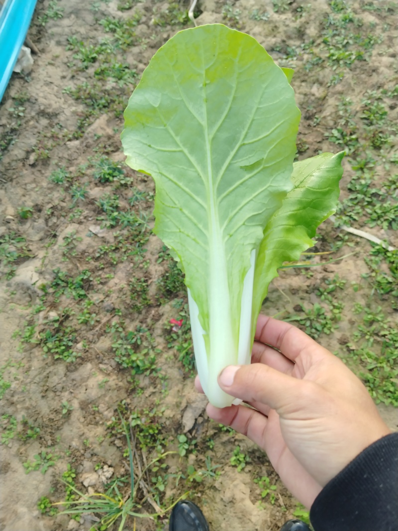 精品山东快菜小白菜毛白菜产地直发全国供应全国发货常年有
