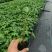木瓜苗大青红肉木瓜水果红肉木瓜苗死苗补发