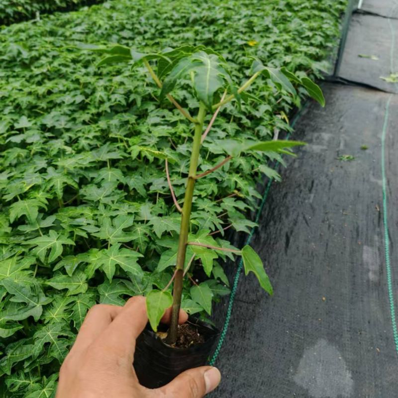 木瓜苗大青红肉木瓜水果红肉木瓜苗死苗补发