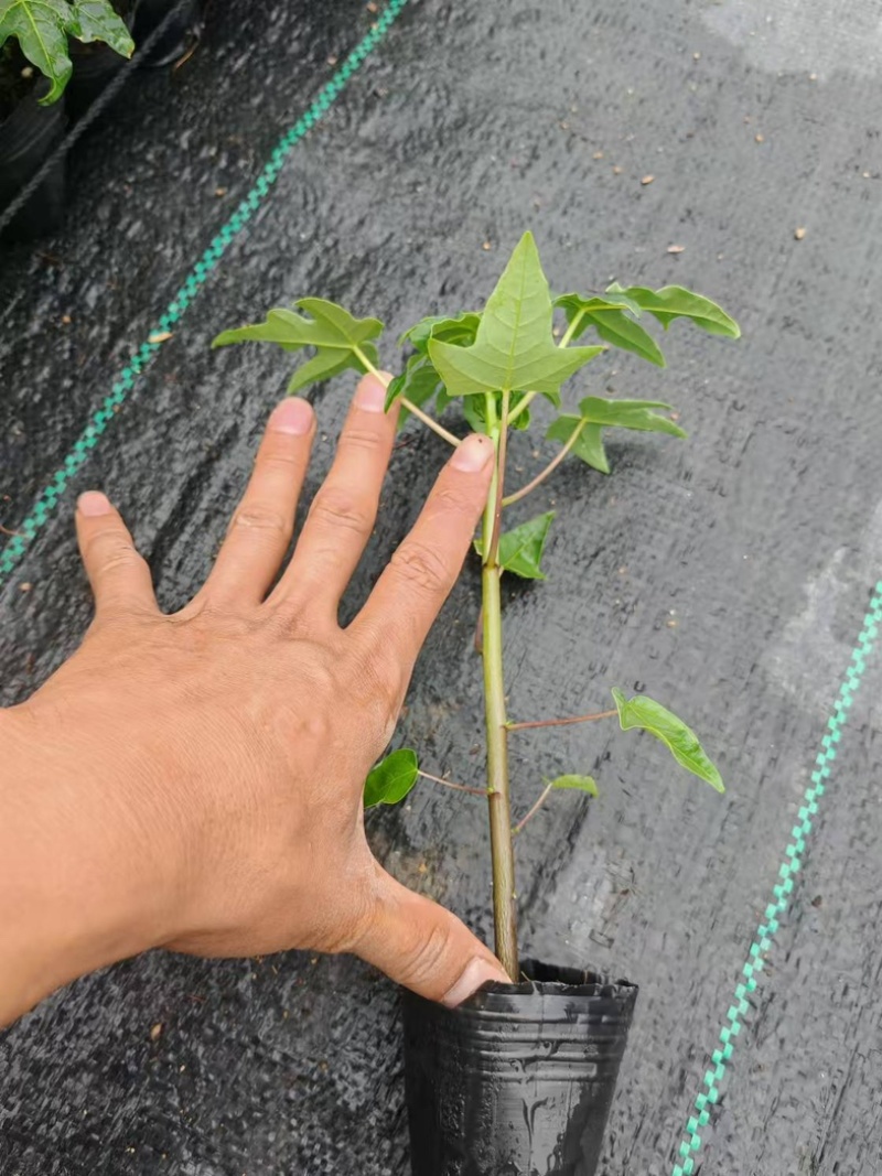 木瓜苗大青红肉木瓜水果红肉木瓜苗死苗补发