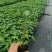 木瓜苗大青红肉木瓜水果红肉木瓜苗死苗补发