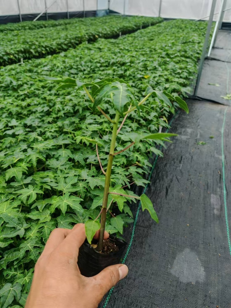 木瓜苗大青红肉木瓜水果红肉木瓜苗死苗补发