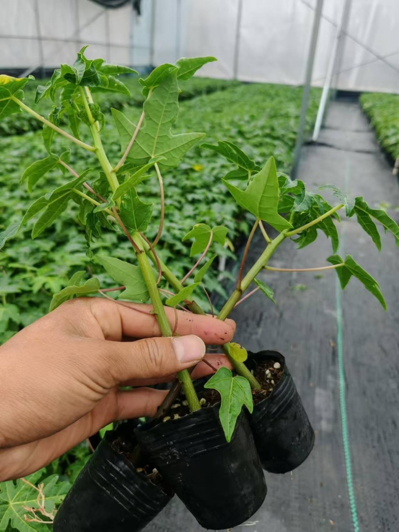 木瓜苗大青红肉木瓜水果红肉木瓜苗死苗补发