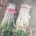 山西万荣长白葱杆40cm到50cm以上，产地直供。