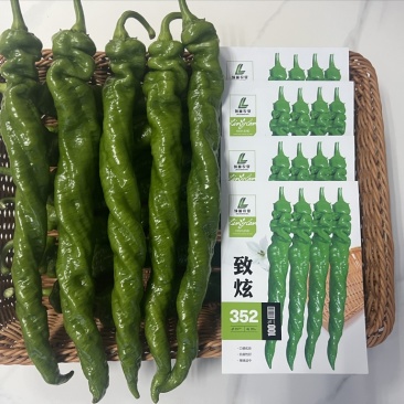 全螺麻面螺丝椒种子-致炫352高秧耐寒连续坐果