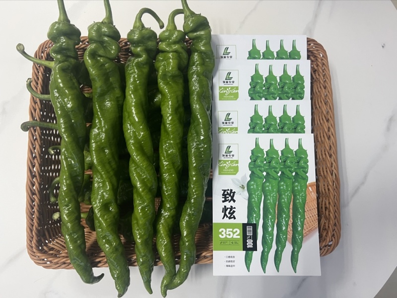 全螺麻面螺丝椒种子-致炫352高秧耐寒连续坐果