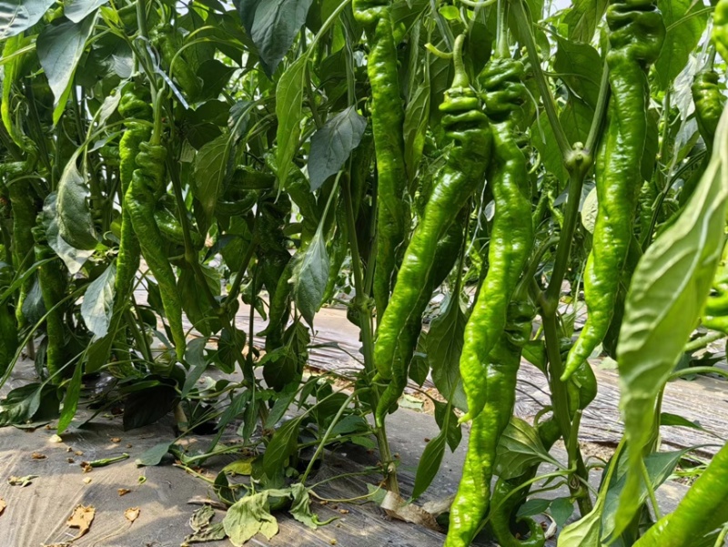 全螺麻面螺丝椒种子-致炫352高秧耐寒连续坐果