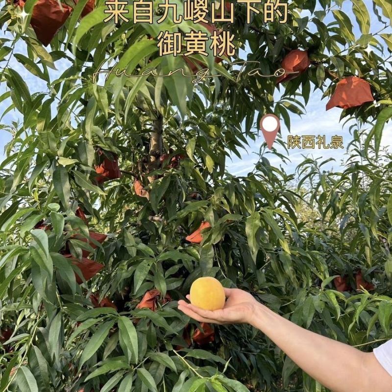 【爆甜】蒙阴黄桃新鲜水果桃子水密黄金蜜软脆毛蟠桃应季孕妇