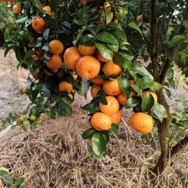 沙糖桔