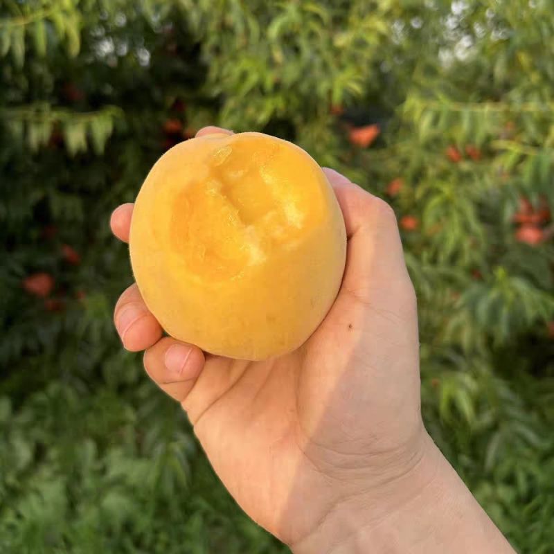 清仓】新鲜黄桃罐头当季新日期即食玻璃瓶装水果杨桃罐头破损包赔