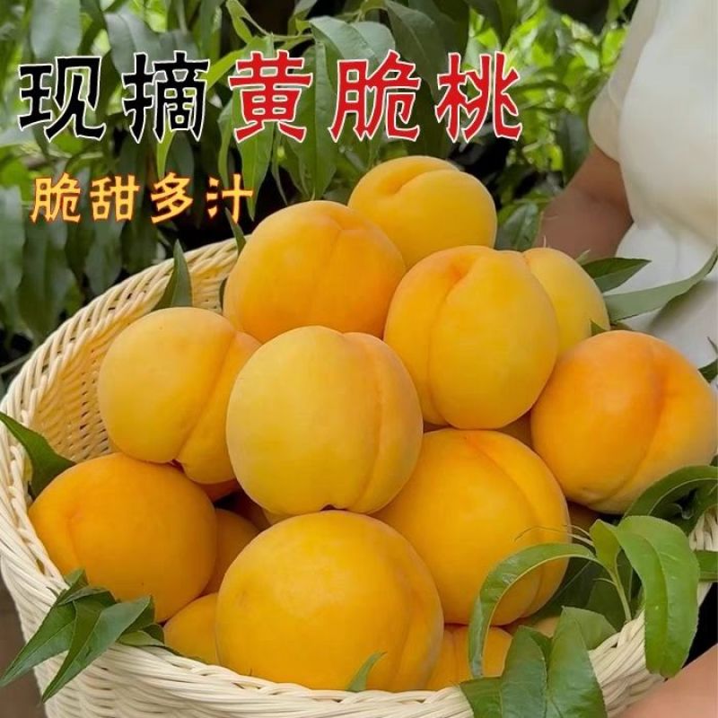 清仓】新鲜黄桃罐头当季新日期即食玻璃瓶装水果杨桃罐头破损包赔