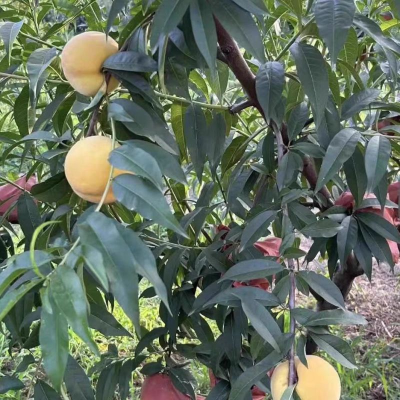 清仓】新鲜黄桃罐头当季新日期即食玻璃瓶装水果杨桃罐头破损包赔