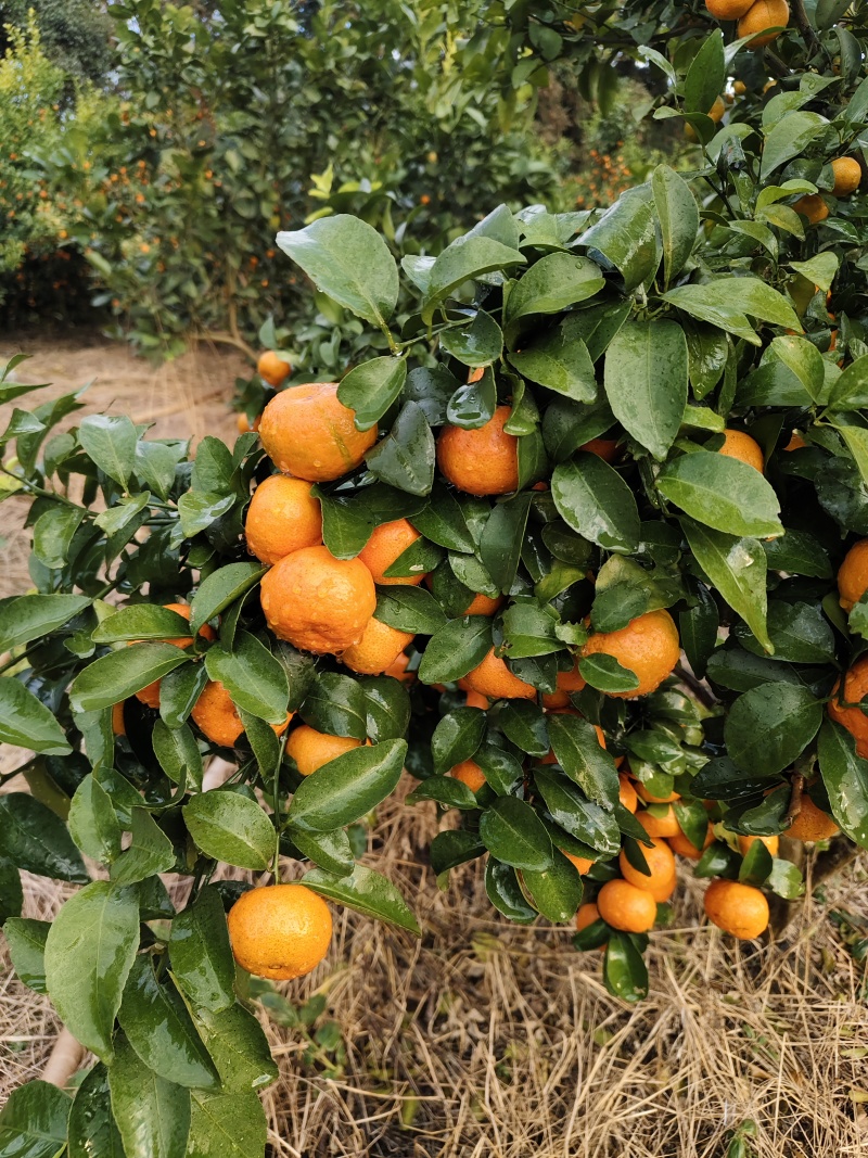 沙糖桔