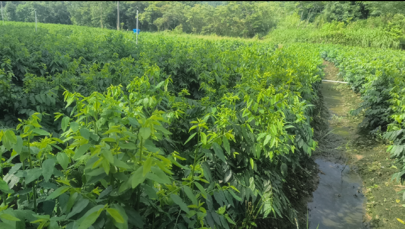 树仔菜苗