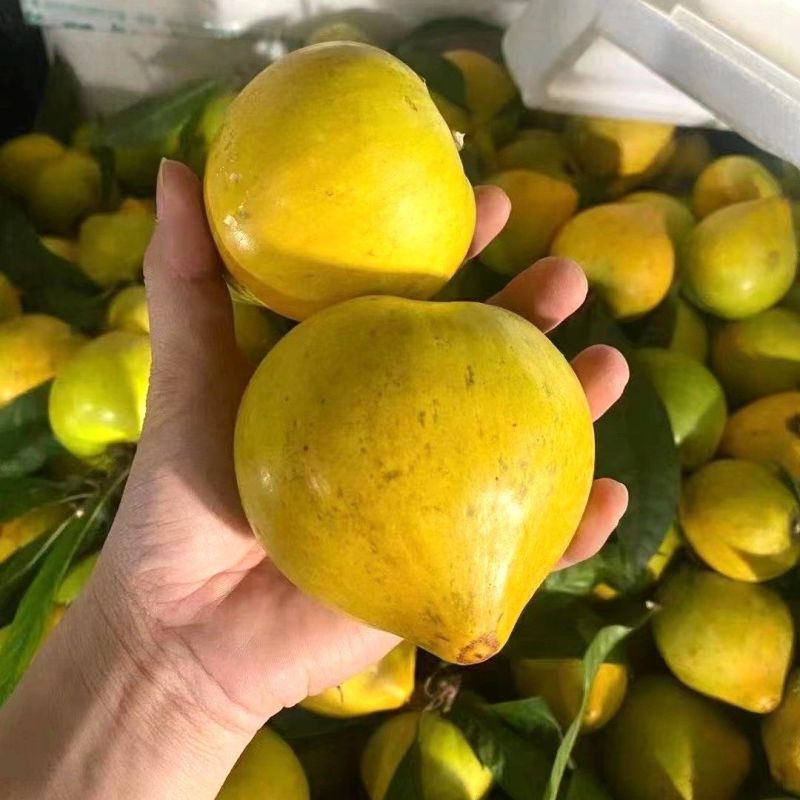 【自然熟食用】新鲜鸡蛋果蛋黄果当季孕妇热带水果1件代发