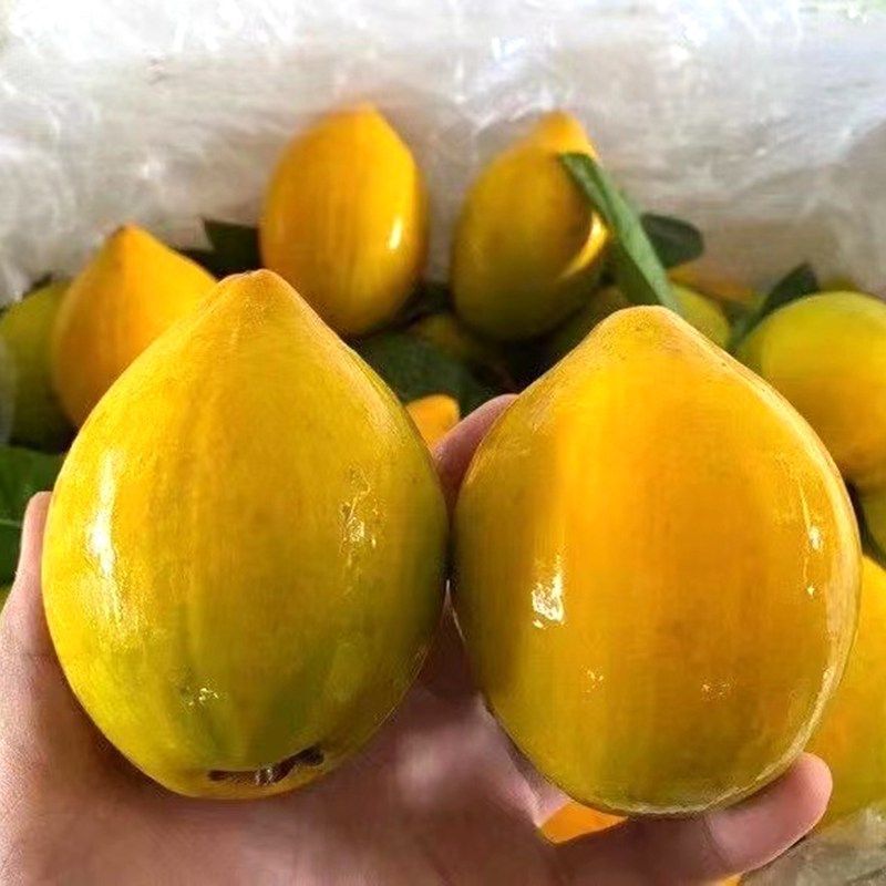 【自然熟食用】新鲜鸡蛋果蛋黄果当季孕妇热带水果1件代发