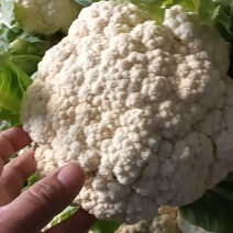 菜花，山东菏泽菜花，松花菜，大量供应，新鲜采摘量大从优