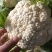菜花，山东菏泽菜花，松花菜，大量供应，新鲜采摘量大从优