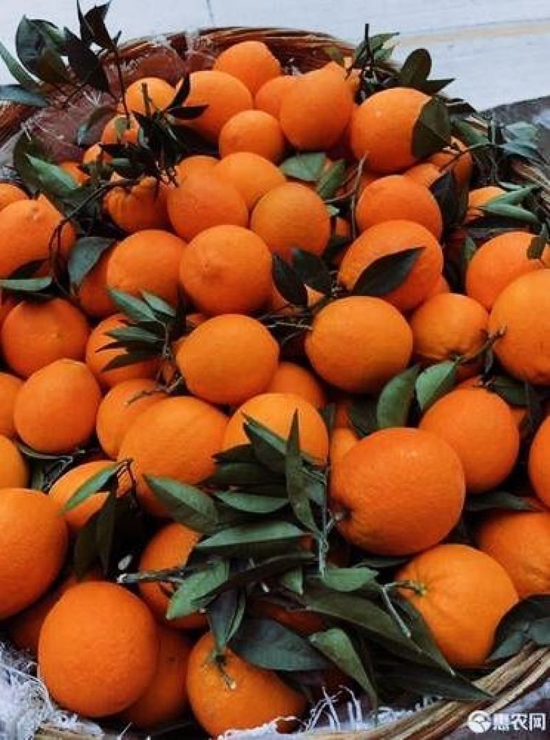 夏橙，发货快质量好入口即化易化渣果园