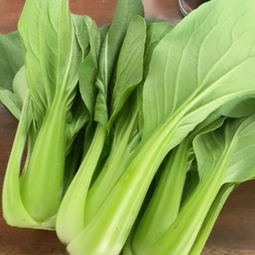 本地上海青大量出售