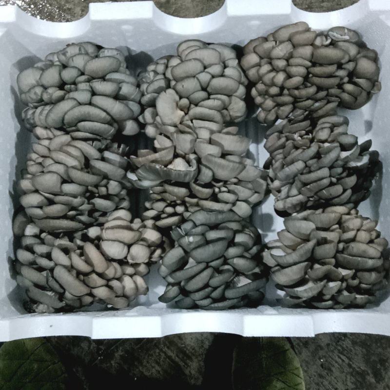 【推荐】新鲜平菇产地直发量大价优可发全国对接电商市场