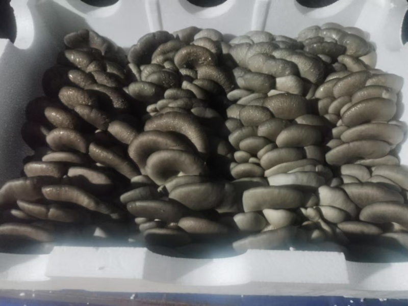 【推荐】新鲜平菇产地直发量大价优可发全国对接电商市场