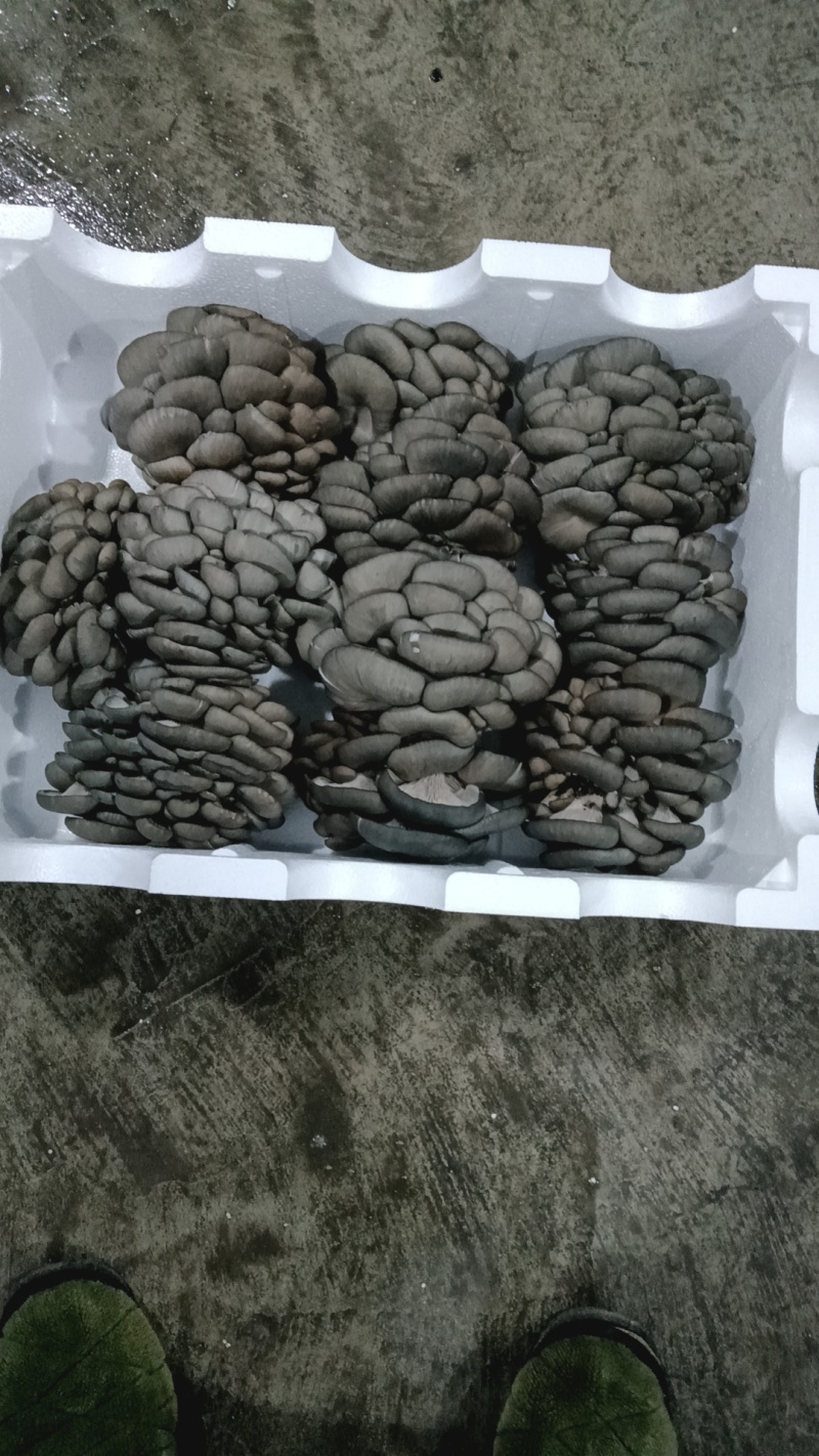 【推荐】新鲜平菇产地直发量大价优可发全国对接电商市场