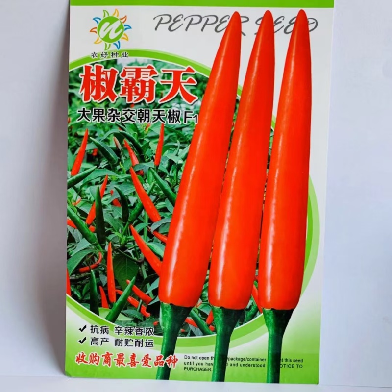 厂家直销朝天椒种子大果型泰国引进朝天椒种子热销品种果硬