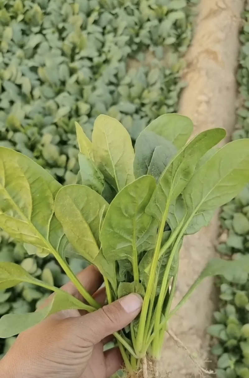 山东金乡精品菠菜，一手货源产地直发，对接各大批发商！