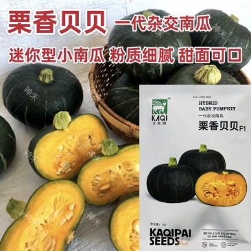 栗香贝贝南瓜种子黑绿甜栗南瓜籽高产香甜面粉糯贝贝种子