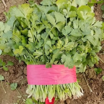 山东金乡精品大叶香菜产地直发一手货源价格优惠
