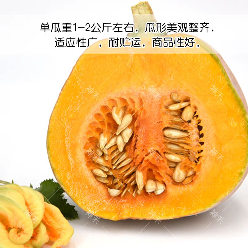 佳蜜胖墩南瓜种子香甜，老瓜嫩瓜皆可采收一代杂交小南瓜种子