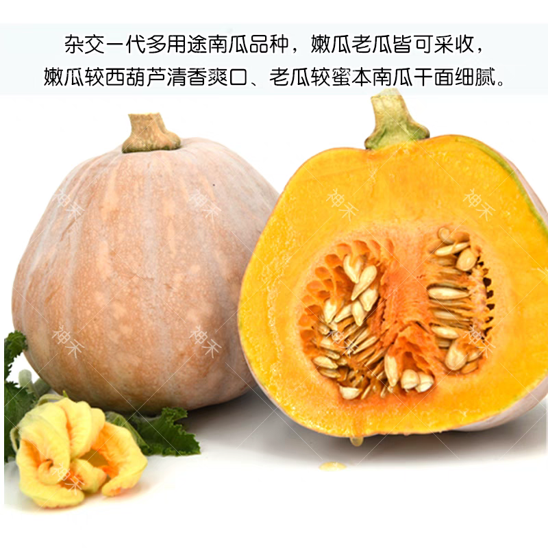 佳蜜胖墩南瓜种子香甜，老瓜嫩瓜皆可采收一代杂交小南瓜种子
