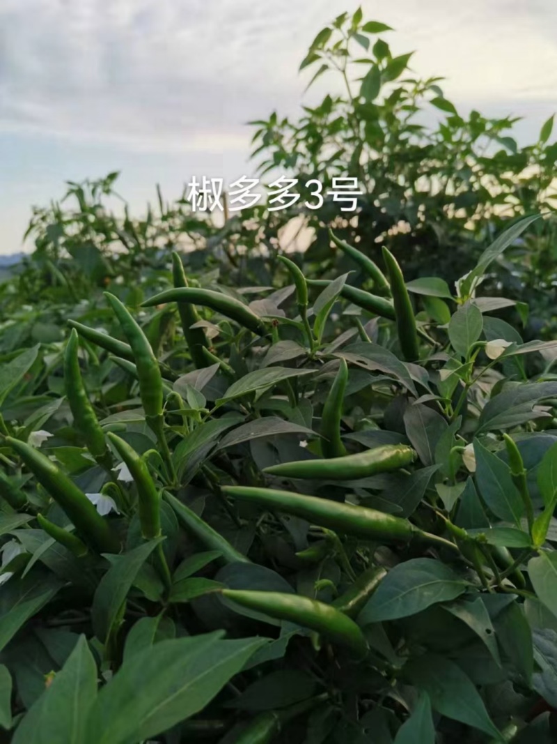 椒多多二号大果早熟朝天椒种子辣椒种子椒多多2号