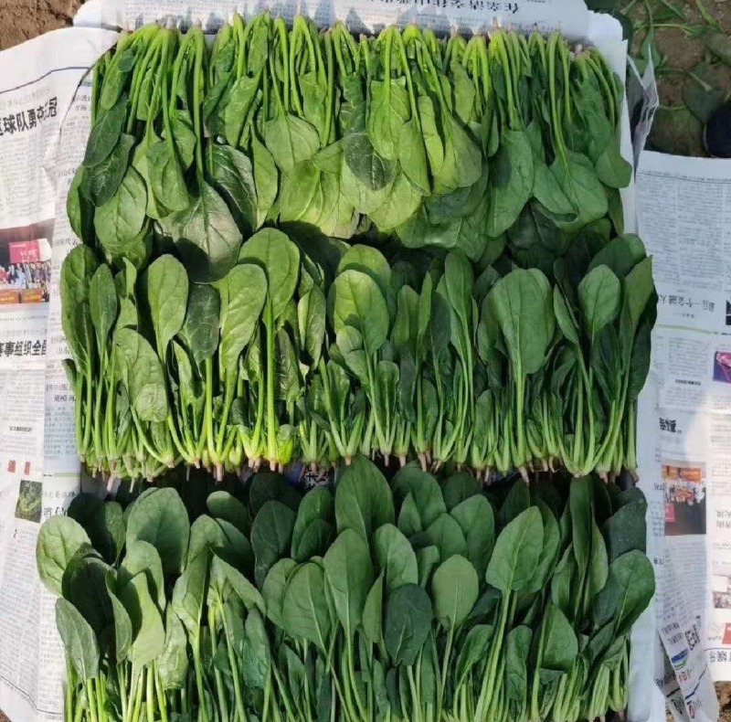 山东金乡精品菠菜，一手货源产地直发，对接各大批发商！