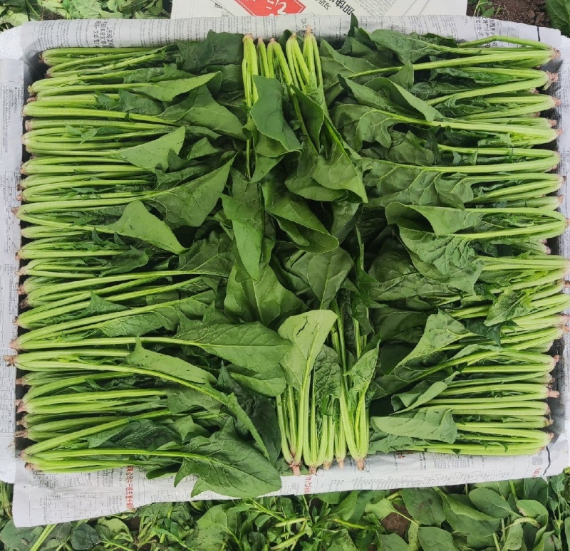 山东金乡精品菠菜，一手货源产地直发，对接各大批发商！