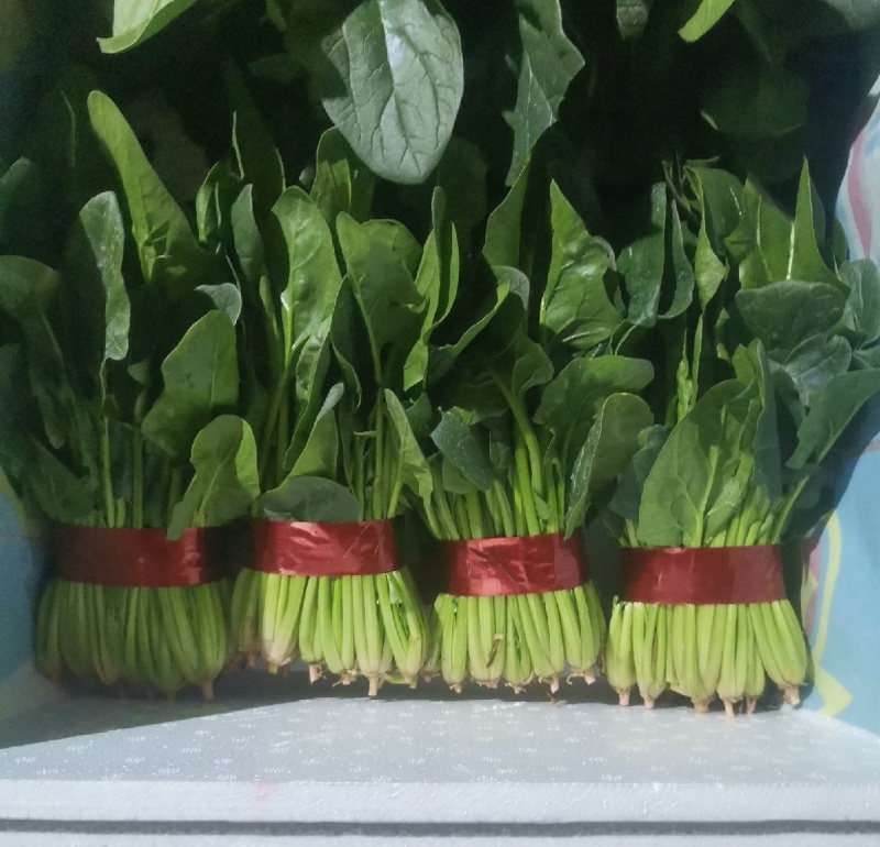 山东金乡精品菠菜，一手货源产地直发，对接各大批发商！